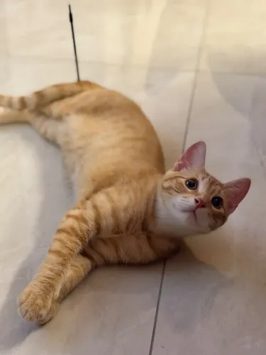 Gatinho