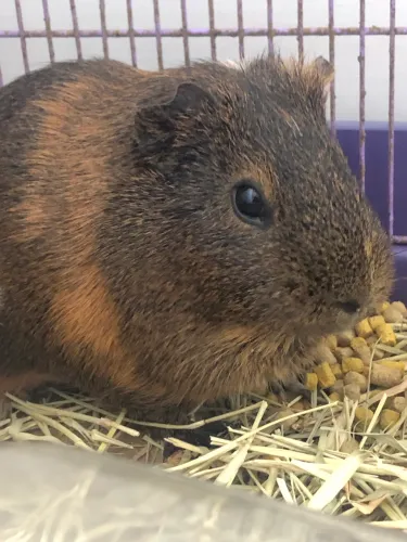 VENDO PORQUINHOS DA ÍNDIA!