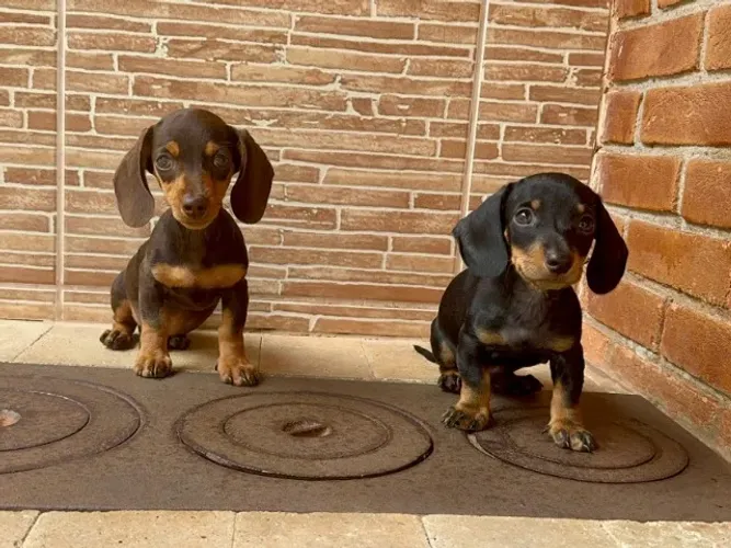 Pinscher fofinha com pedigree e toda segurança que você procura!