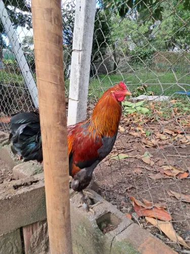 Galo Brahma Perdiz 