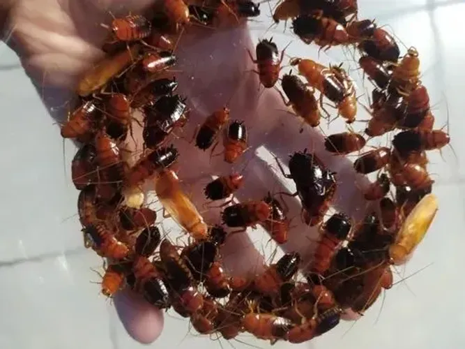 Barata Cinerea