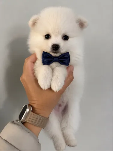Lulu da pomerânia anão macho