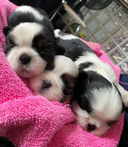 Filhotes de Shih tzu: Fêmea 700 - Macho 500