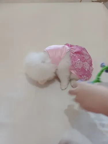 Lulu da pomerania fêmea branca 2 meses