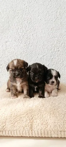 LINDOS FILHOTES DE SHIHTZU