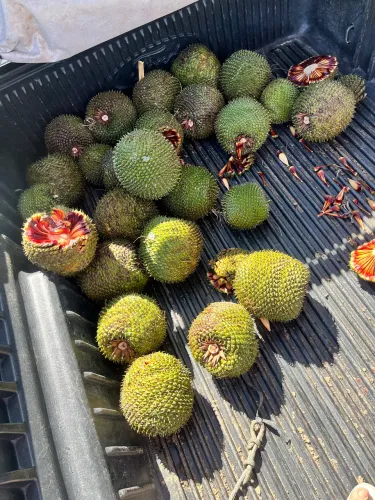 Vendo pinhão