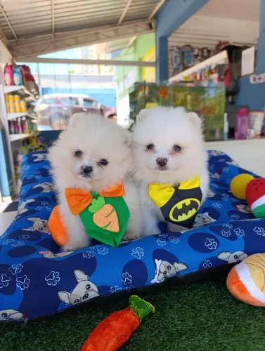 Filhotes de Spitz alemão machinhos