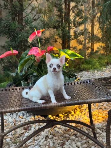 Chihuahua macho