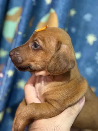 Dachshund SALSICHA macho venda