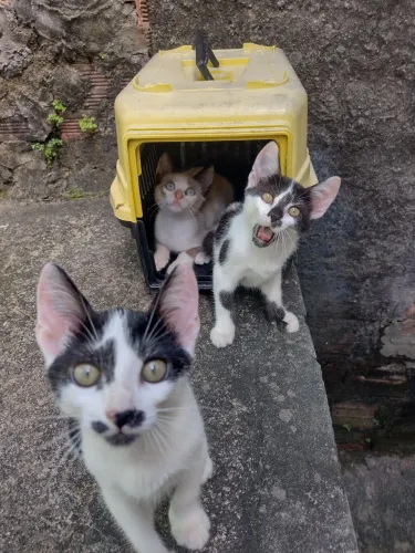 Gatos pra Doar