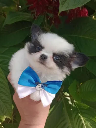 Chihuahua Macho, Excelente padrão da raça, Linhagem Russa.