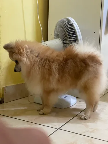 Ideal para você !