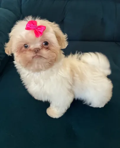 Shih Tzu Fêmea