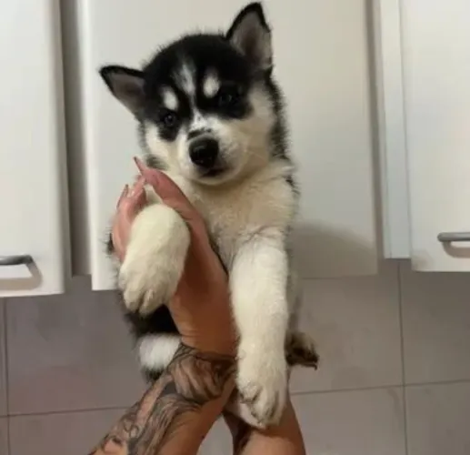 Filhote de husky siberiano o parceiro que encanta com sua presença 