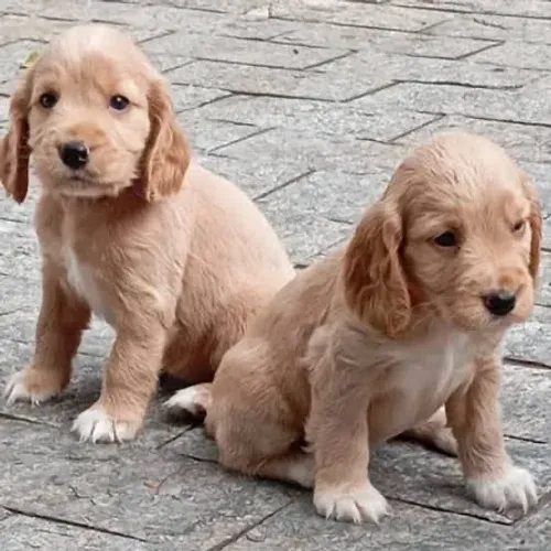 Cocker inglês disponível para seu bem estar