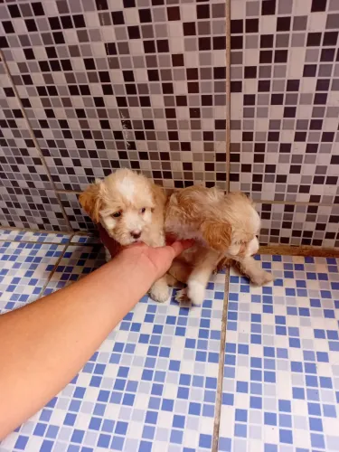 Poodle maltês 