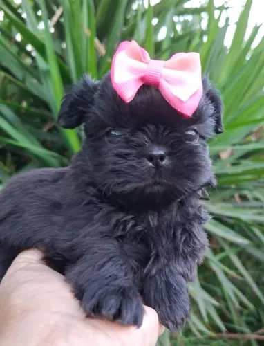 FEMEA PRETA DE SHIH TZU