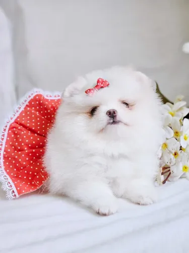 Spitz Alemão  - Lulu da Pomerânia 