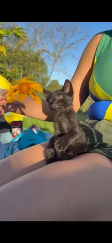 Gato preto filhote 1,5 meses