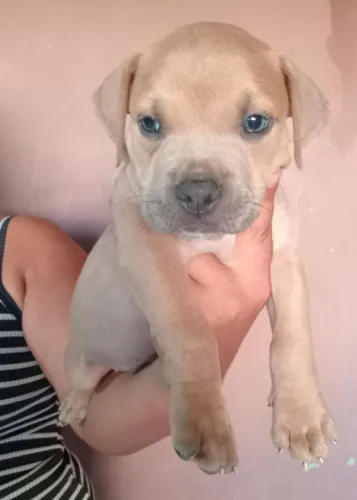 Vende-se filhotes de American bully stand 