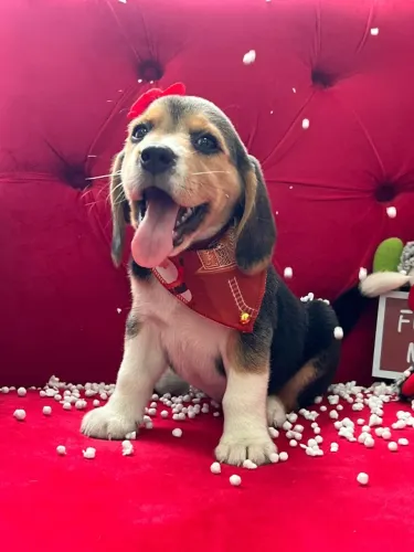 beagles tricolor