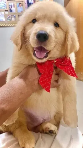 Golden Retriever Seu próximo companheiro de fotos e memórias está aqui
