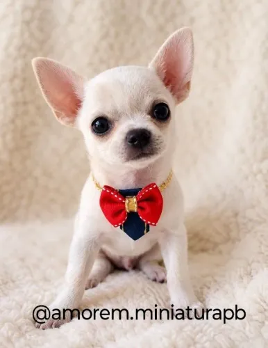 Chihuahua machinho pelo curto 