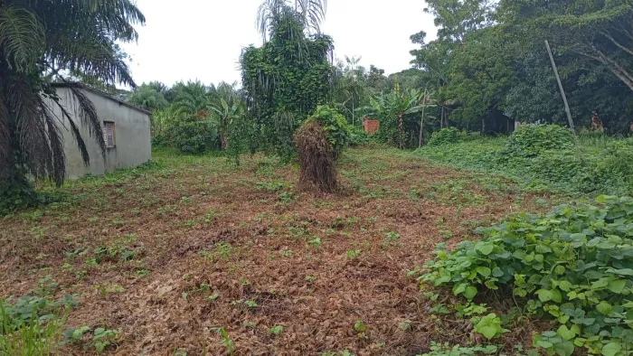 Terreno mosqueiro