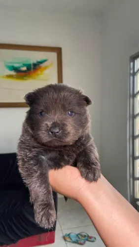 Filhotes de Chow-chow 