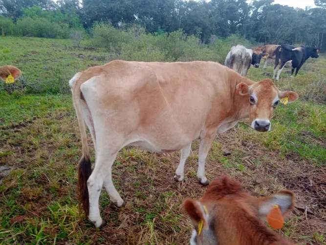 Vaca e Novilha Jersey 