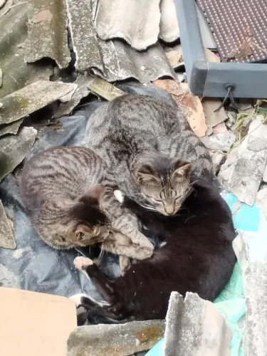 Adoção cat responsável