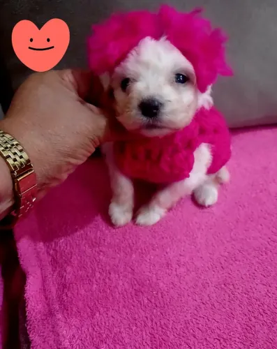 Poodle toy femea  branca