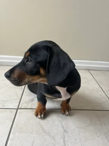 filhote de basset