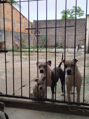 Filhote de Pit Bull