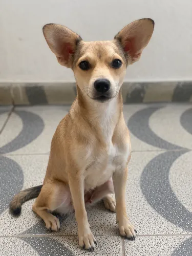 Doação de cachorrinha porte médio 