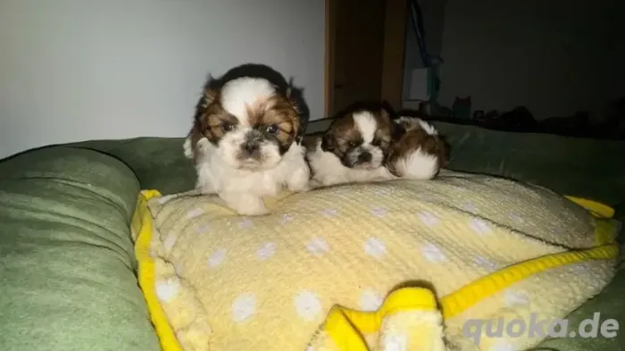 Baby Macho e Fêmea em São Paulo Shih tzu/shitzu Amigáveis