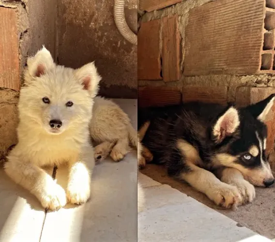 Filhotes de Husky Siberiano - Nascidos em 20/07/2026 | Coronel Fabriciano<br>