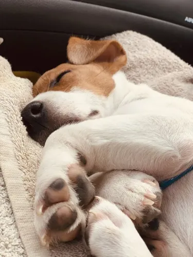 Vende-se Jack russel terrier bicolor 