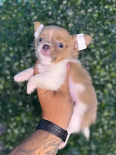Chihuahua filhotes