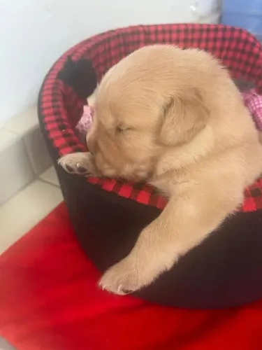 Golden Retriever O pet que vai trazer uma nova energia para sua casa