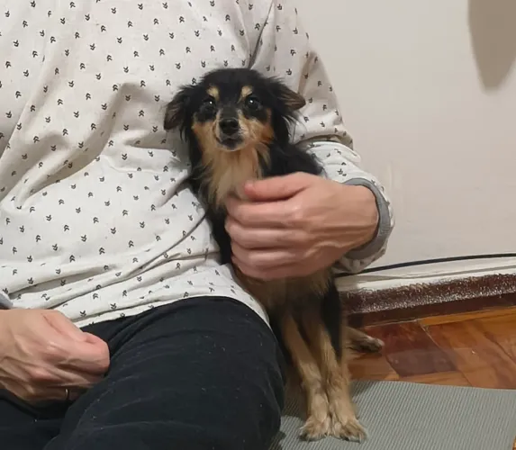 Doação de cachorro