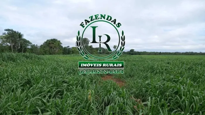 Fazenda Dupla Aptidão Beira da Br 153 Área de 77 Alqueires(373 Hectares)
