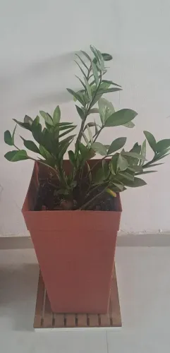 Vaso de planta zamiocucas