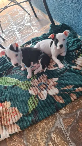 Vendo casal de pitbullmoster
