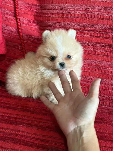 Lulu da Pomerania mini padrão Ursinho pronta entrega