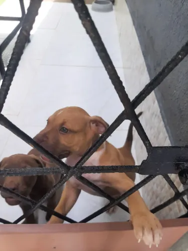 Filhotes de pity Bull 