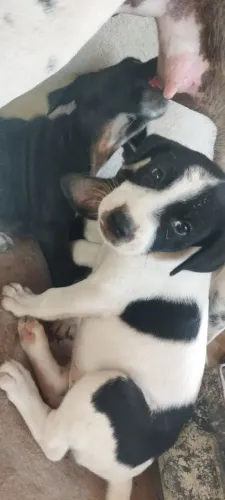 Doação cães mestiços Dálmata com vira-lata