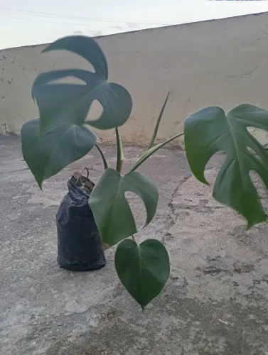 Plantas Naturais