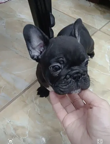 Fêmea buldogue francês 