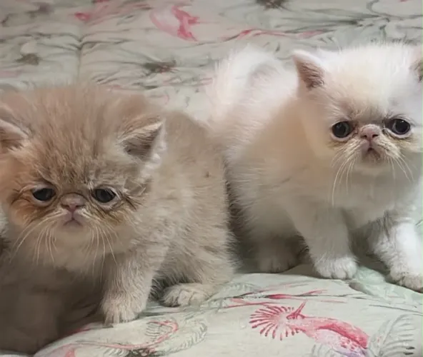 Lindos filhotes de gato persa